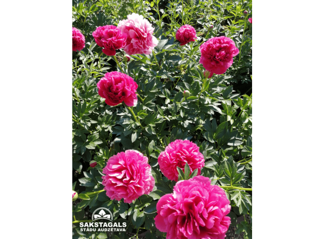 Paeonia lactiflora   'Mary Jo Legare'